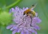 Sericomyia superbiens